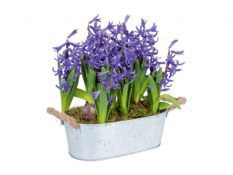 Giacinti in vaso di metallo