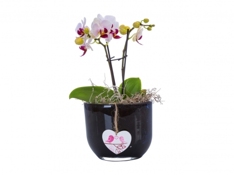 Mini Phalaenopsis