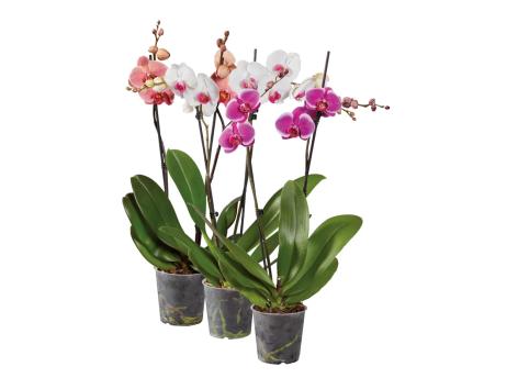 Phalaenopsis 2 steli