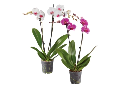 Phalaenopsis 2 steli