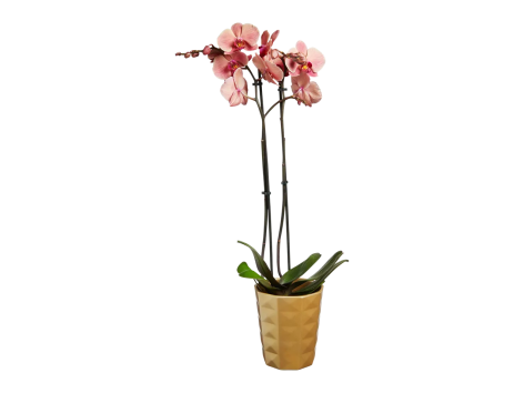 Phalaenopsis, 2 steli