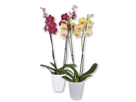 Phalaenopsis 2 steli