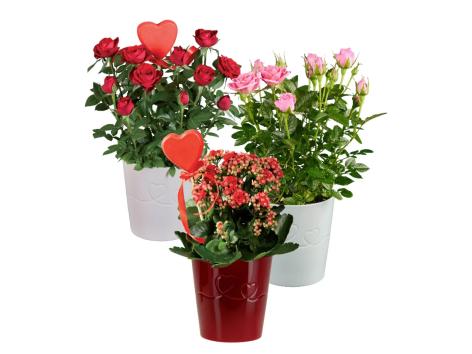 Rose o kalanchoe