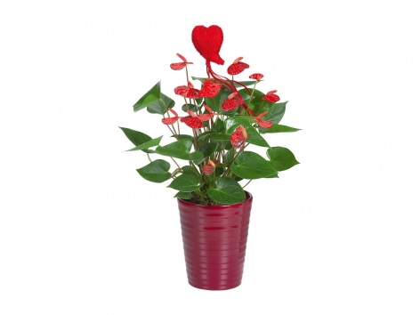 Anthurium, Rose o Edera in vaso
