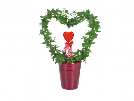 Anthurium, Rose o Edera in vaso