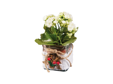 Kalanchoe