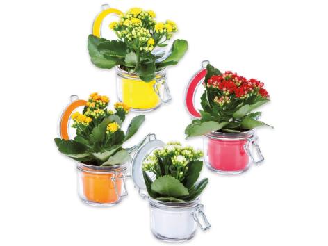 Kalanchoe
