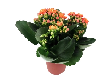 Kalanchoe