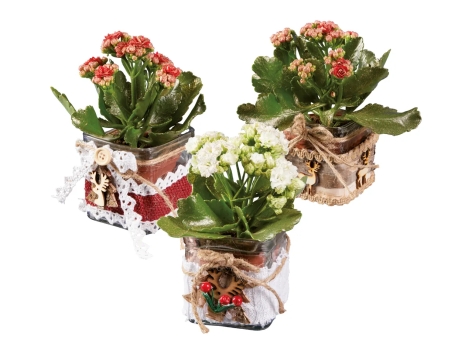Kalanchoe