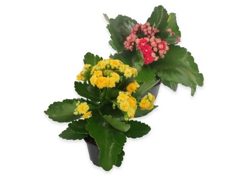 Kalanchoe