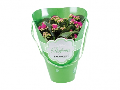 Kalanchoe