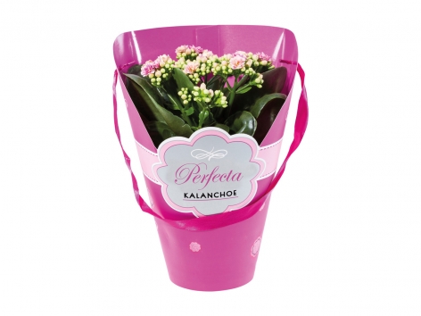Kalanchoe