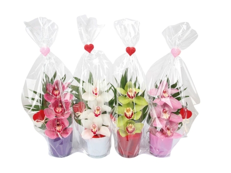 Orchidea Cymbidium recisa, composizione 3 fiori