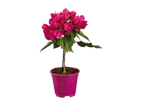 52+ Bougainvillea Kaufen Lidl, Zum angebot produkt bei otto suchen