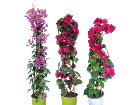 Bougainvillea Lidl VolantinoLidl.it