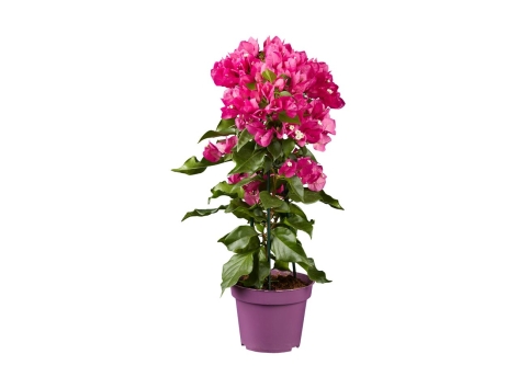 Bougainvillea Lidl VolantinoLidl.it