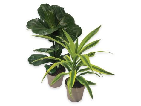 Piante verdi