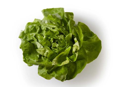 Lattuga