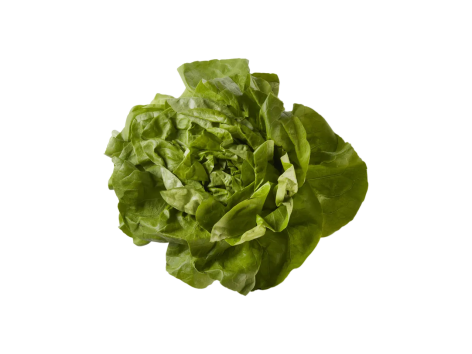 Lattuga