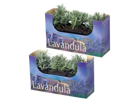 Lavanda