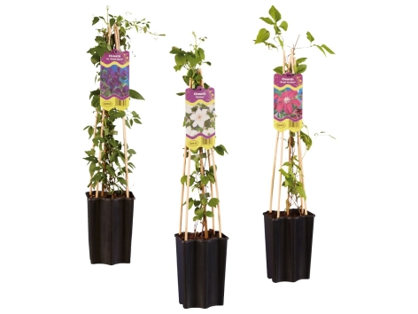 Clematis Lidl VolantinoLidl.it