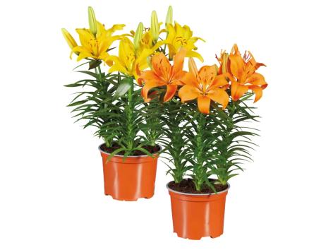 Lilium