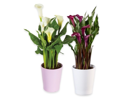 Calla