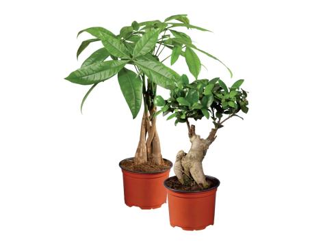 Ficus ginseng o pachira