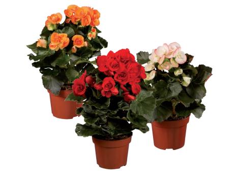 Begonia