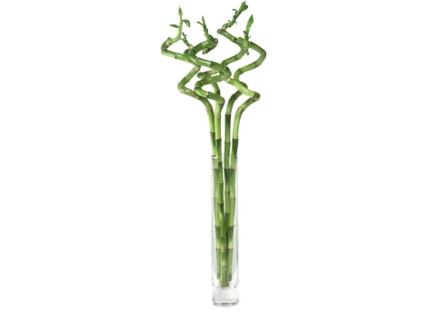Lucky bamboo