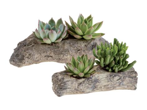 Succulente