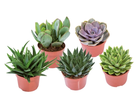 Succulente