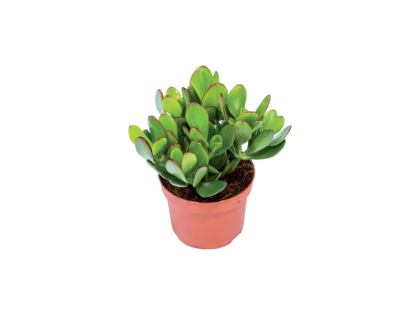 Succulente