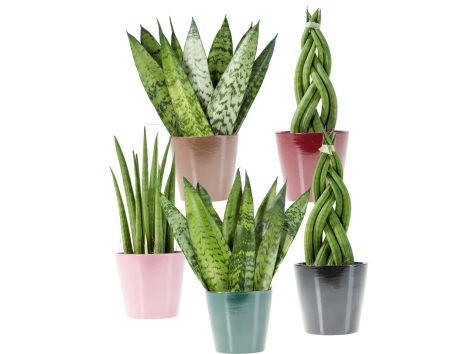 Sanseveria