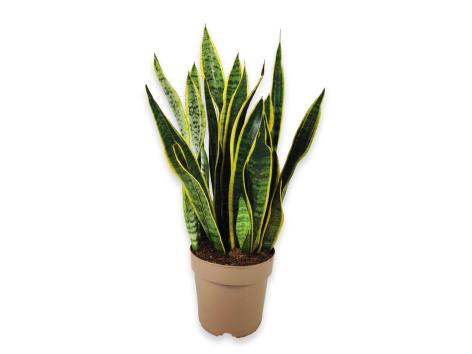 Sanseveria