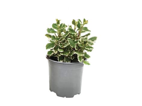 Plectranthus