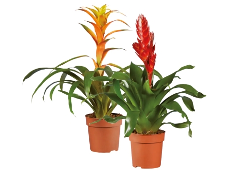 Vriesea o Guzmania