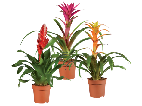 Vriesea o Guzmania