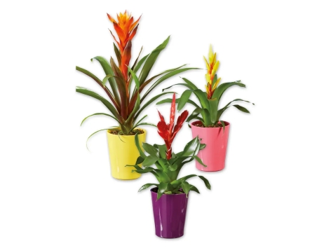 Vriesea o Guzmania