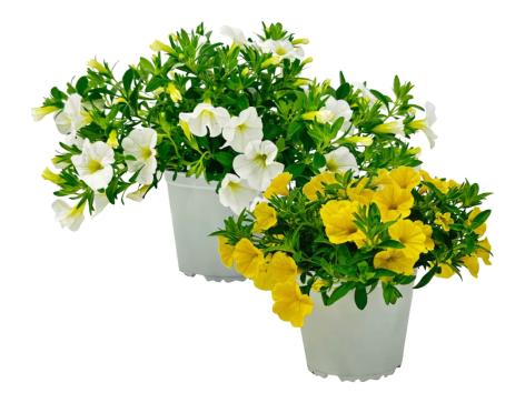 Calibrachoa
