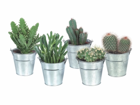 Cactus o succulente