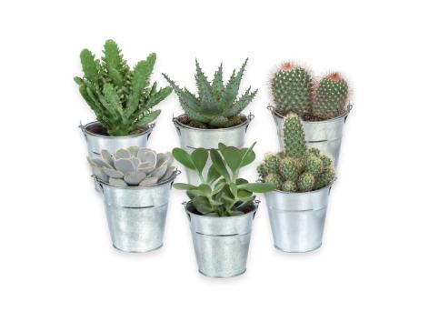 Cactus o succulente