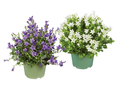 Campanula