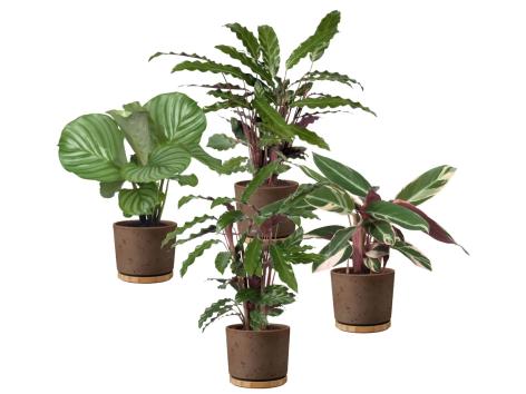 Calathea