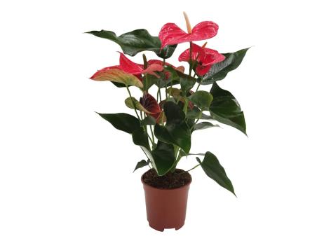 Anthurium andreanum