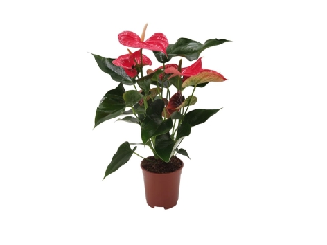 Anthurium andreanum