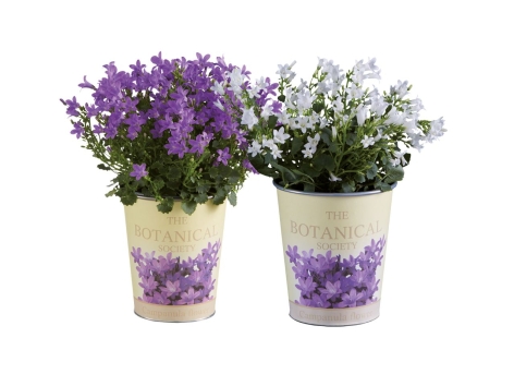 Campanula "Nostalgie"