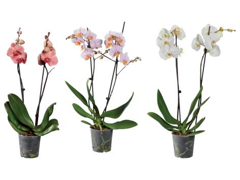 Phalaenopsis