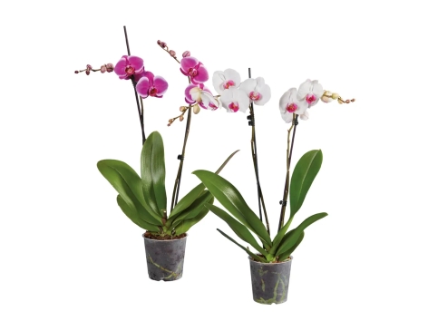 Phalaenopsis