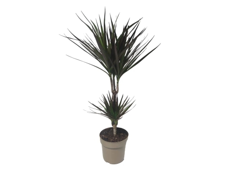 Dracaena mix